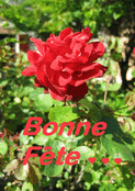 Fête vibrante avec rose éclatante
